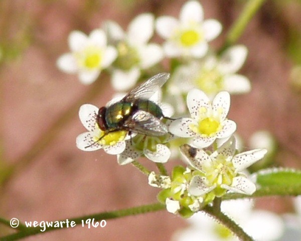 Foto von Goldfliege Lucilia caesar